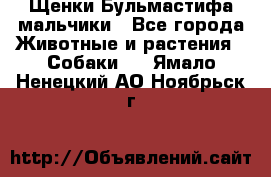 Щенки Бульмастифа мальчики - Все города Животные и растения » Собаки   . Ямало-Ненецкий АО,Ноябрьск г.